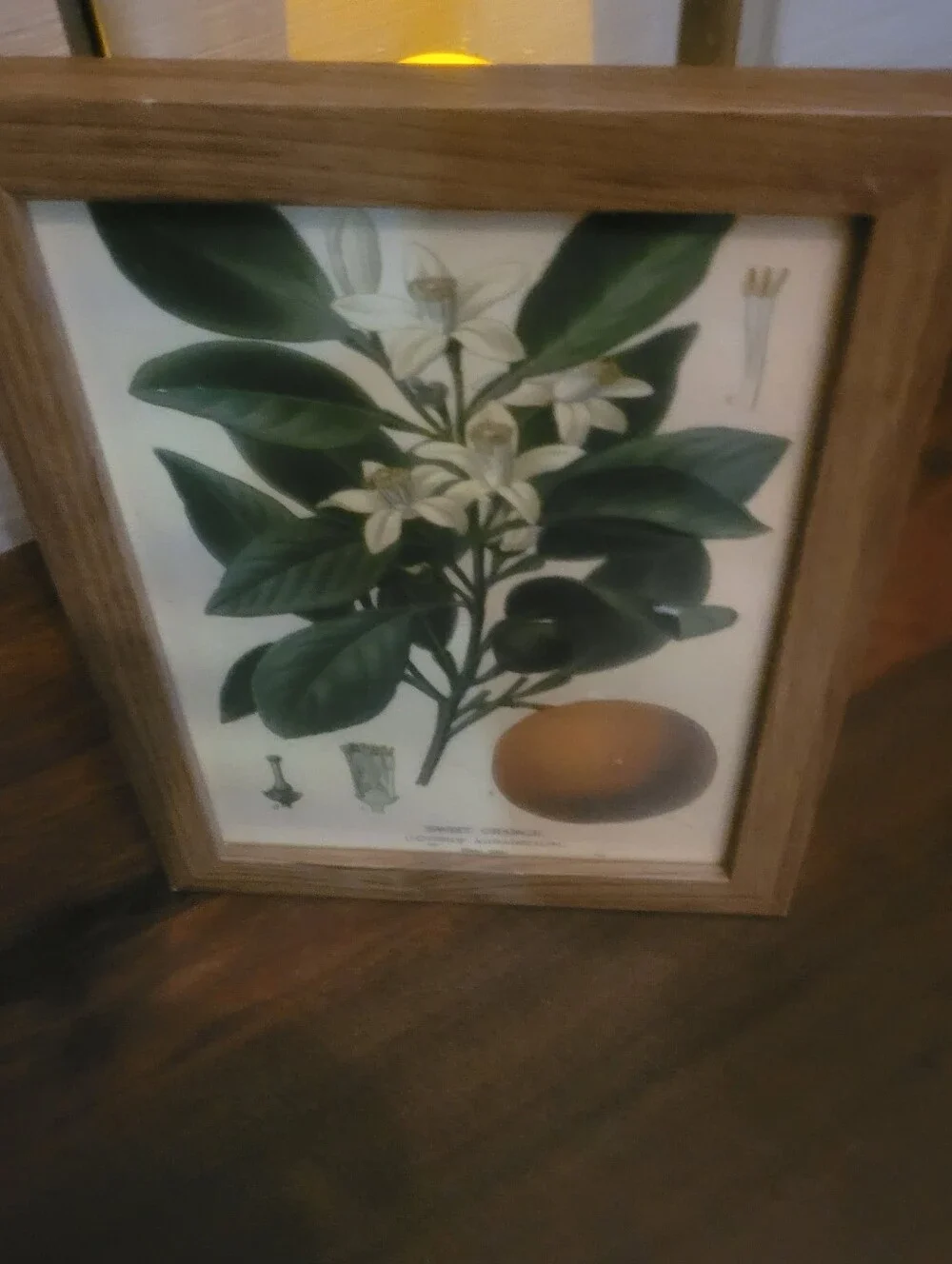 Botanical Sweet Orange Wall Art Print in Green and Cream - Unbranded